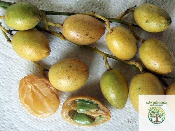 cây mắc mật quả vàng