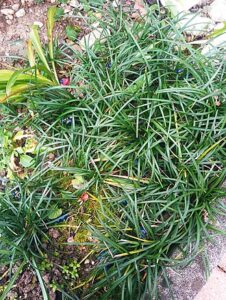 cây mạch môn
