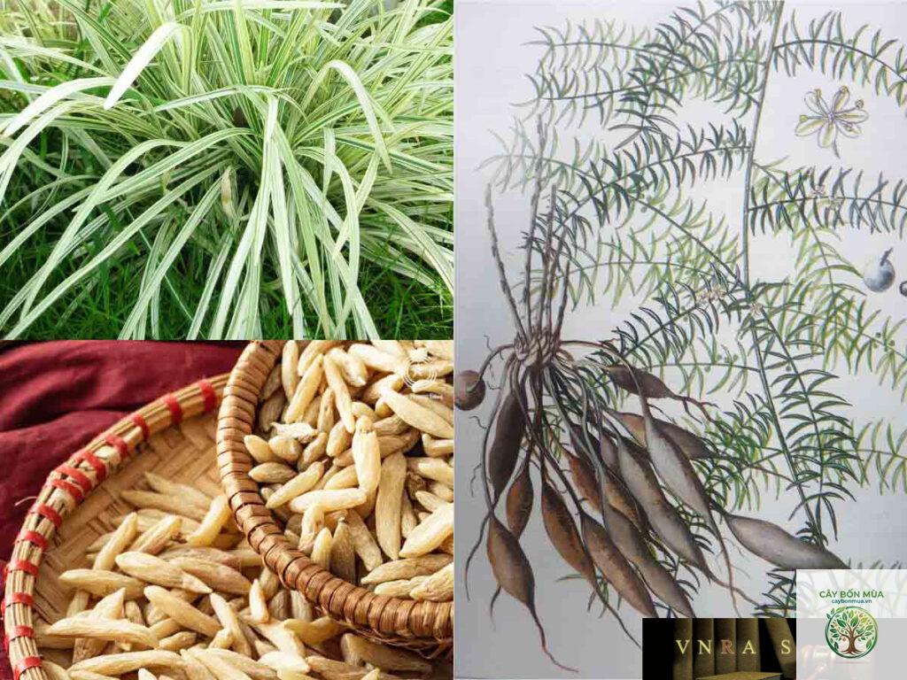 cây mạch môn đông