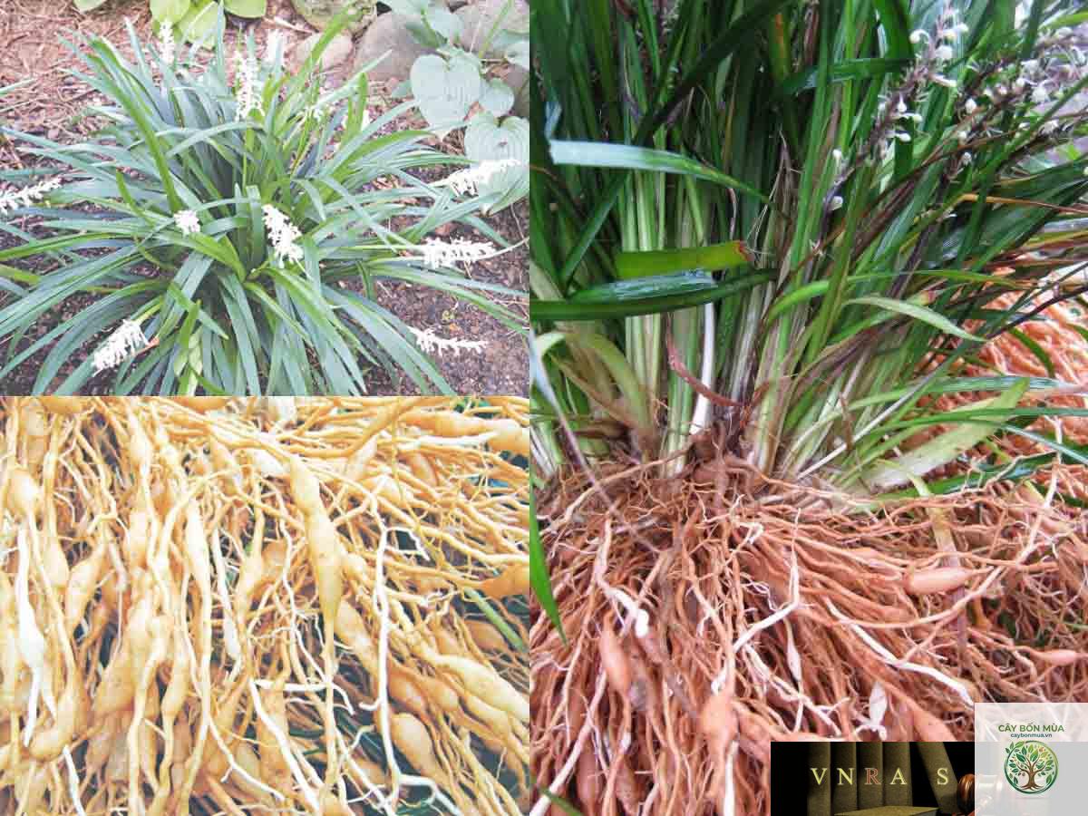 cây mạch môn đông - Image 2
