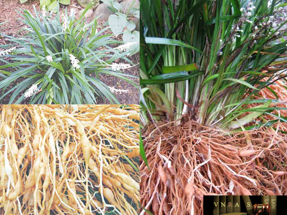 cây mạch môn đông - Image 2