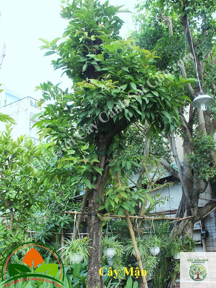 cây mận - Image 3