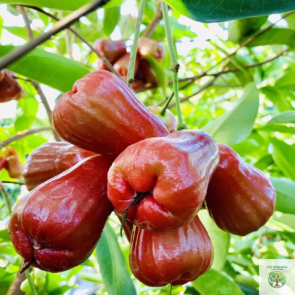 cây mận An Phước