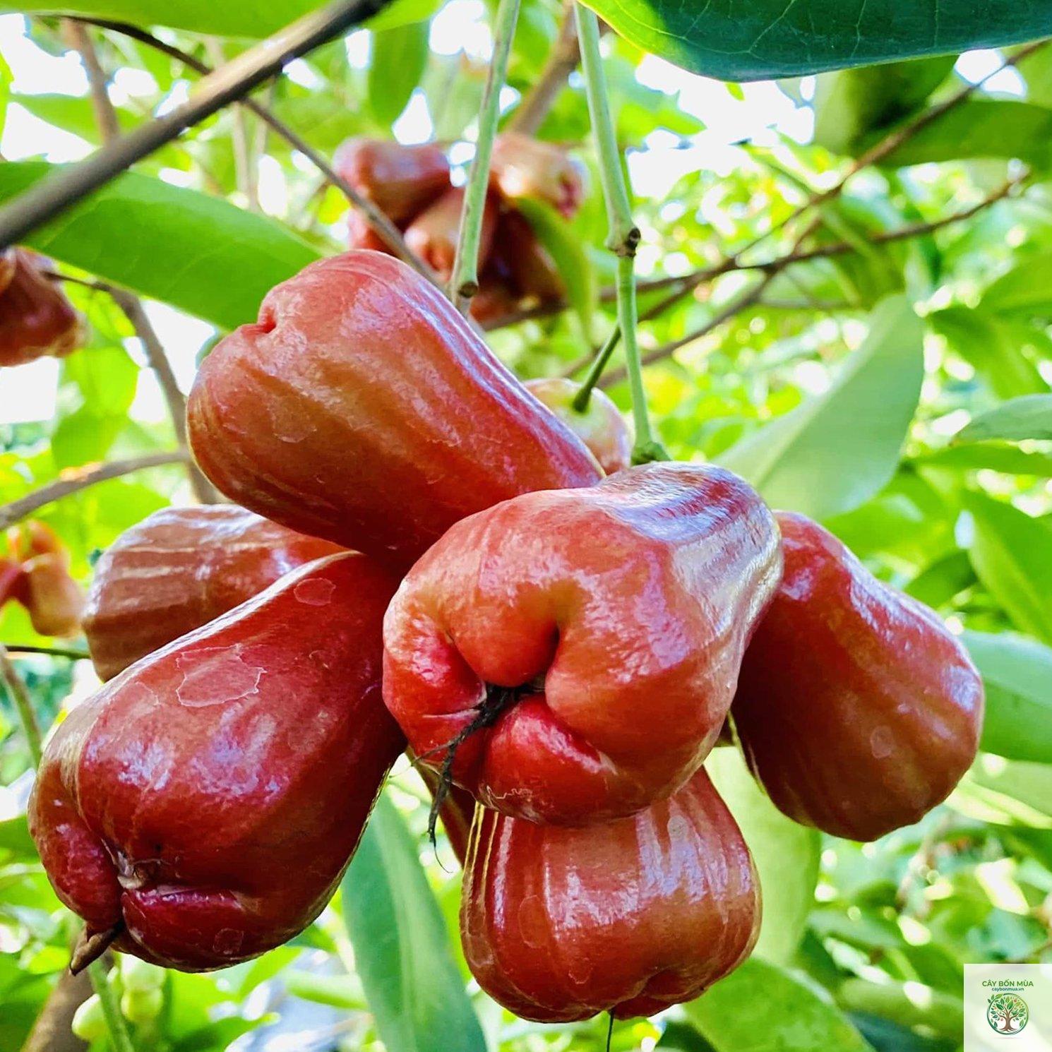 cây mận An Phước - Image 1