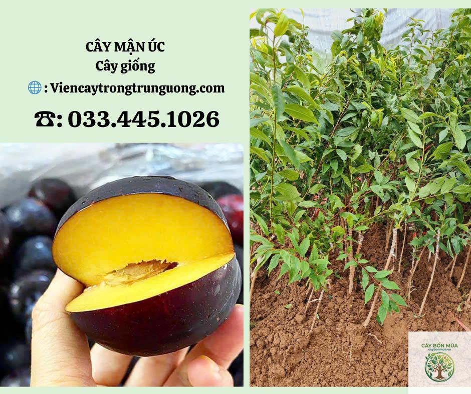 cây mận Úc - Image 2