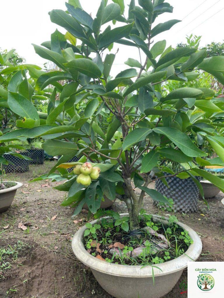 cây mận đường