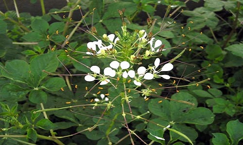 cây mần ri hoa trắng - Image 5