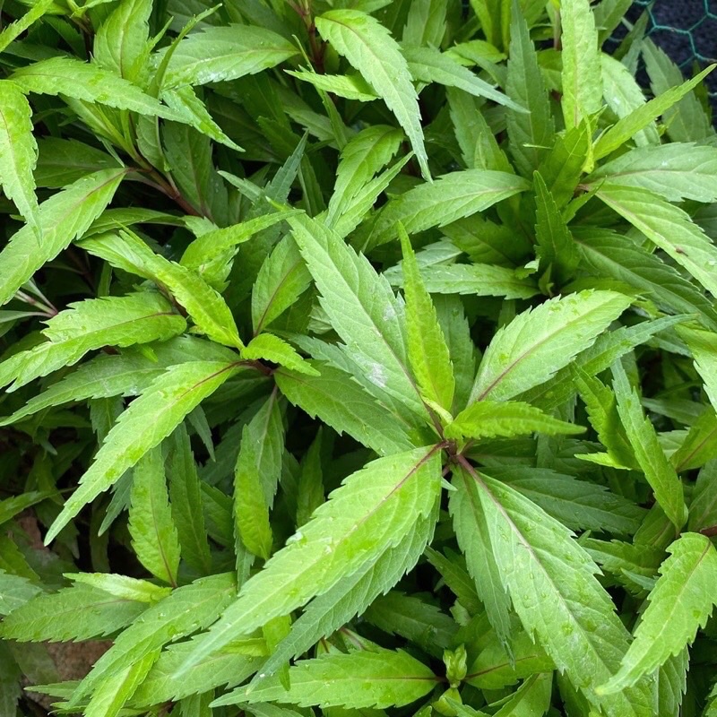 cây mần tưới - Image 3