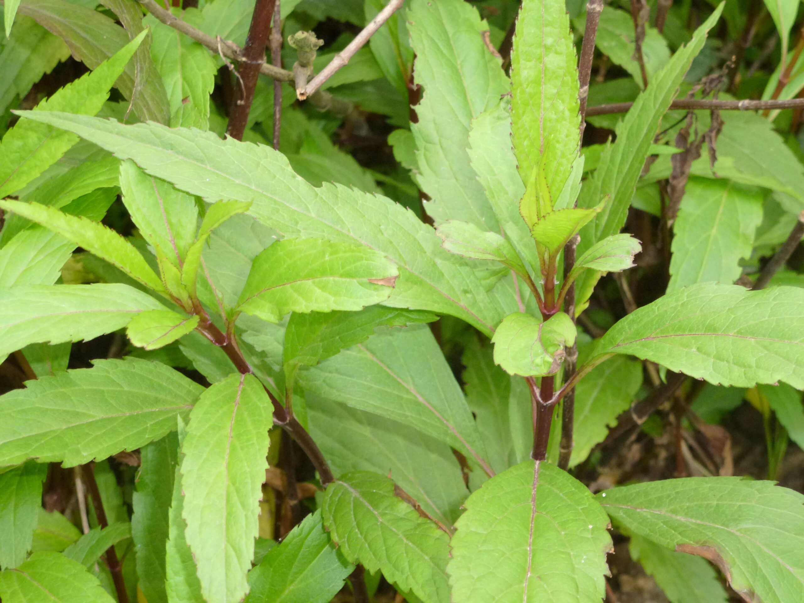 cây mần tưới - Image 1