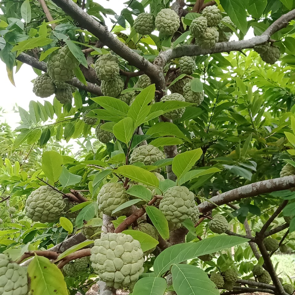 cây mãng cầu - Image 3