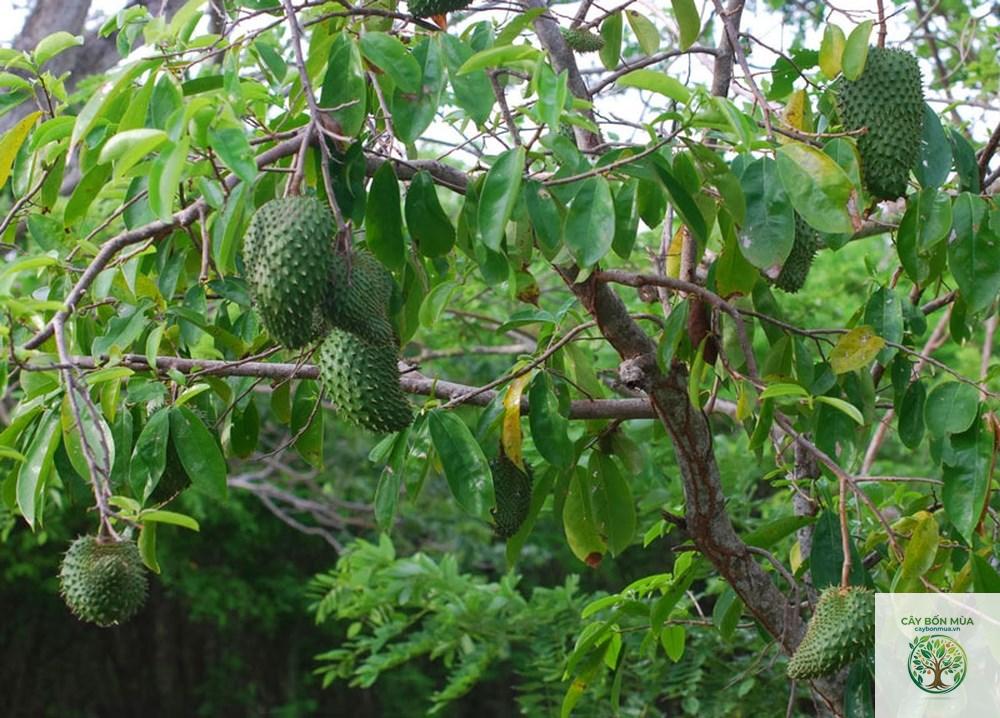 cây mãng cầu - Image 5