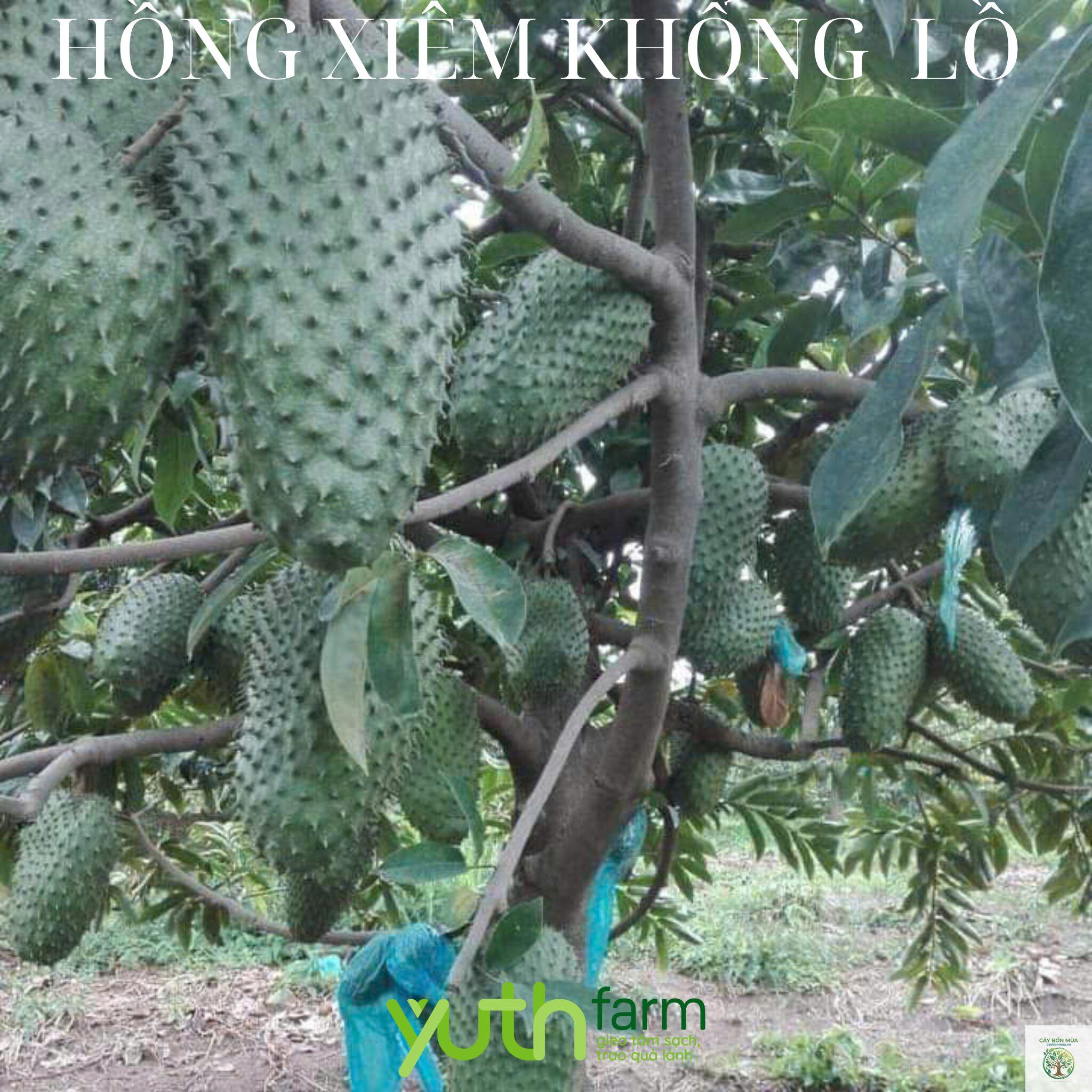 cây mãng cầu Brazil - Image 3