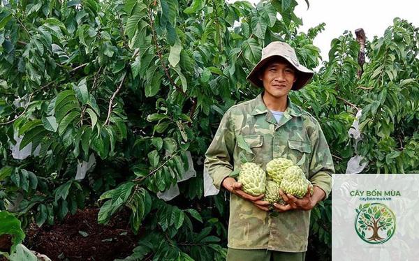 cây mãng cầu Hoàng Hậu - Image 2