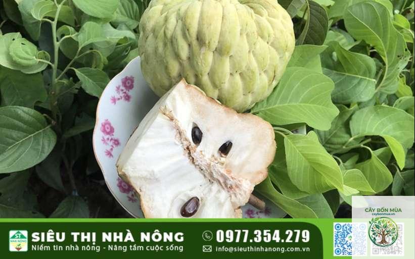 cây mãng cầu Hoàng Hậu - Image 4