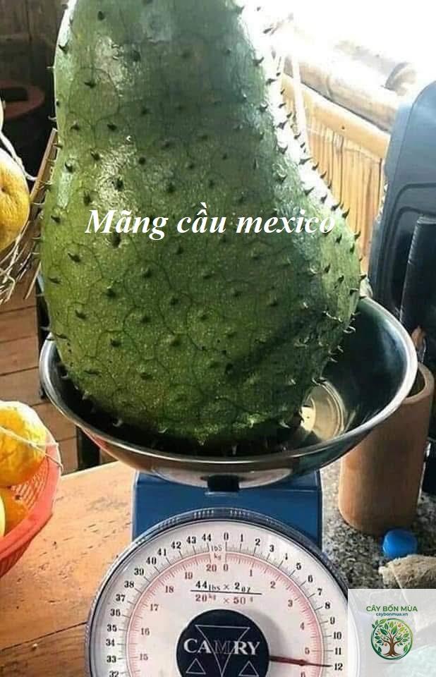cây mãng cầu Mexico - Image 2