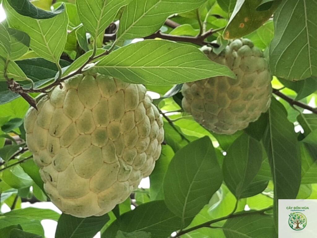 cây mãng cầu Thái