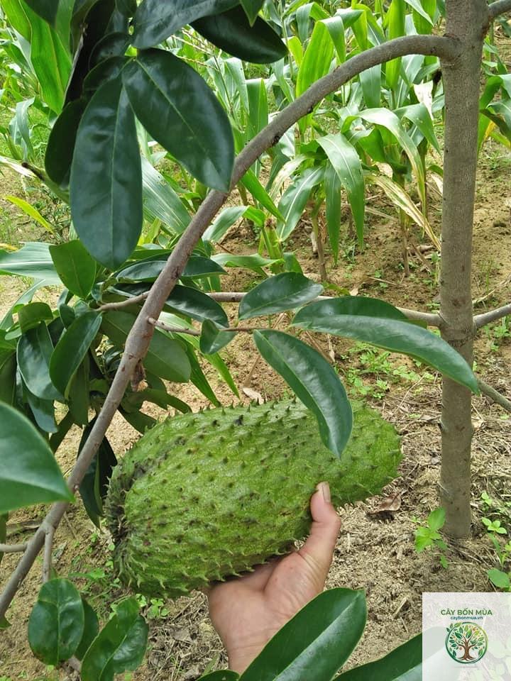cây mãng cầu Thái - Image 3
