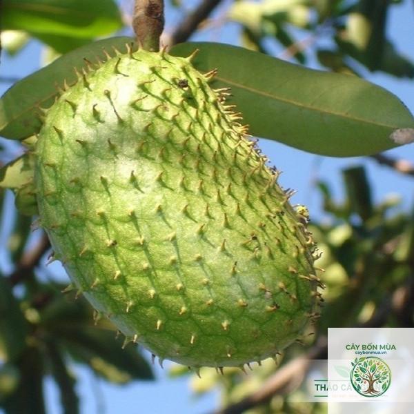 cây mãng cầu Thái Lan - Image 3