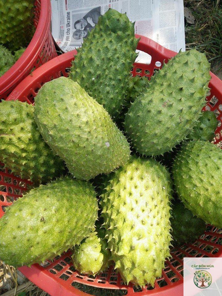 cây mãng cầu Thái Lan - Image 4