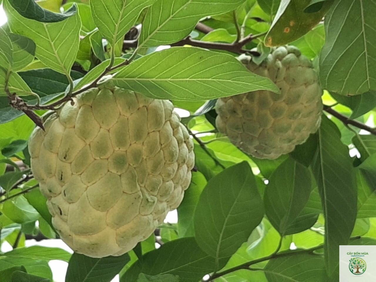 cây mãng cầu Thái - Image 1