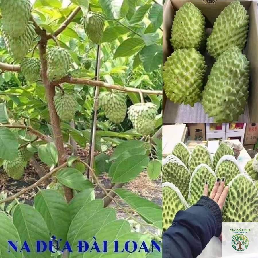 cây mãng cầu dứa - Image 2