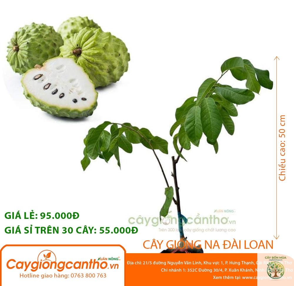 cây mãng cầu dứa - Image 3