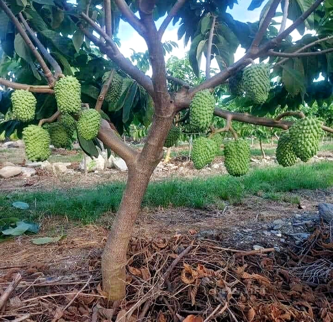 cây mãng cầu dứa - Image 1