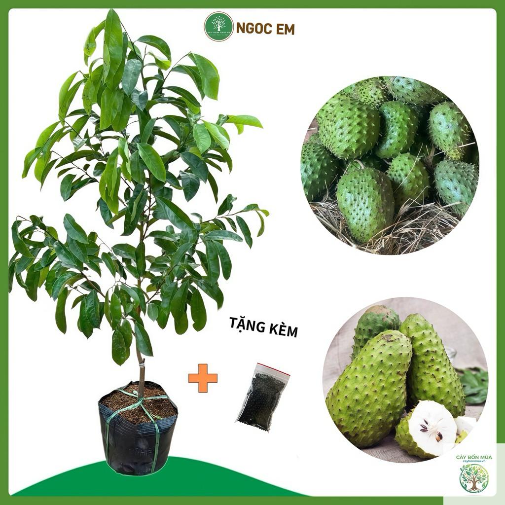 cây mãng cầu không hạt - Image 2