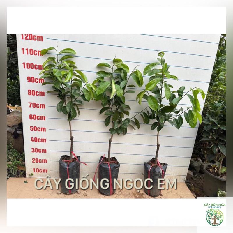 cây mãng cầu không hạt - Image 3