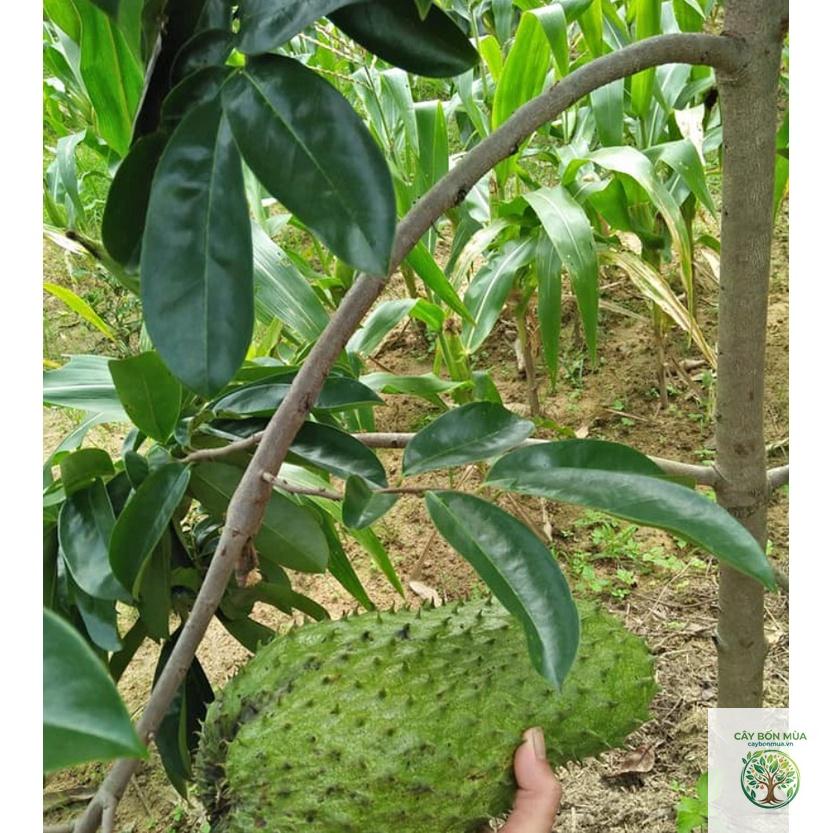 cây mãng cầu không hạt - Image 4