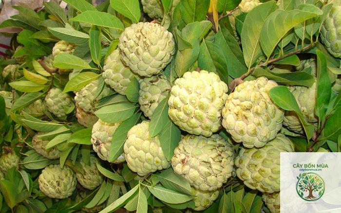cây mãng cầu không hạt