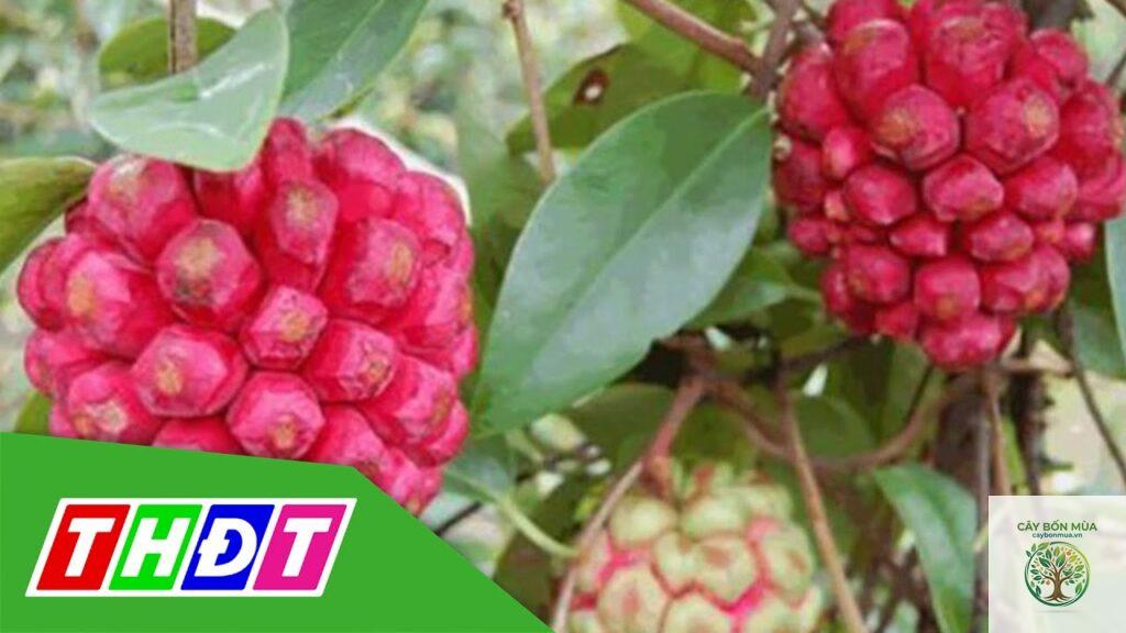 cây mãng cầu ruột đỏ