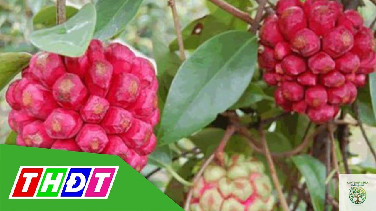 cây mãng cầu ruột đỏ - Image 1