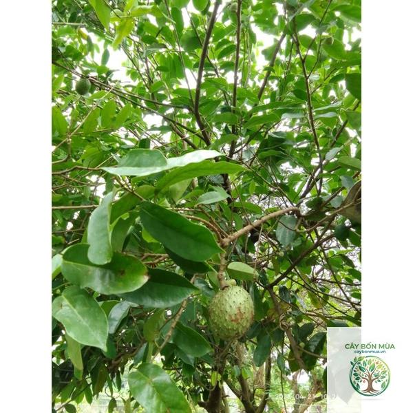 cây mãng cầu ruột vàng - Image 3