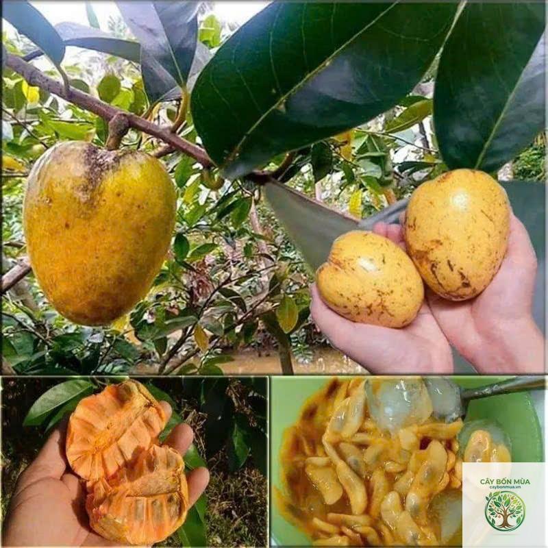 cây mãng cầu ruột vàng