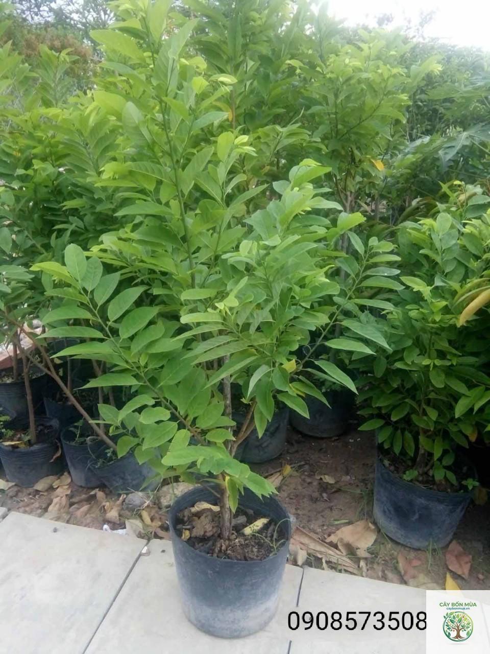 cây mãng cầu ta - Image 2