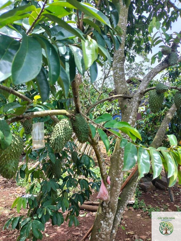 cây mãng cầu
