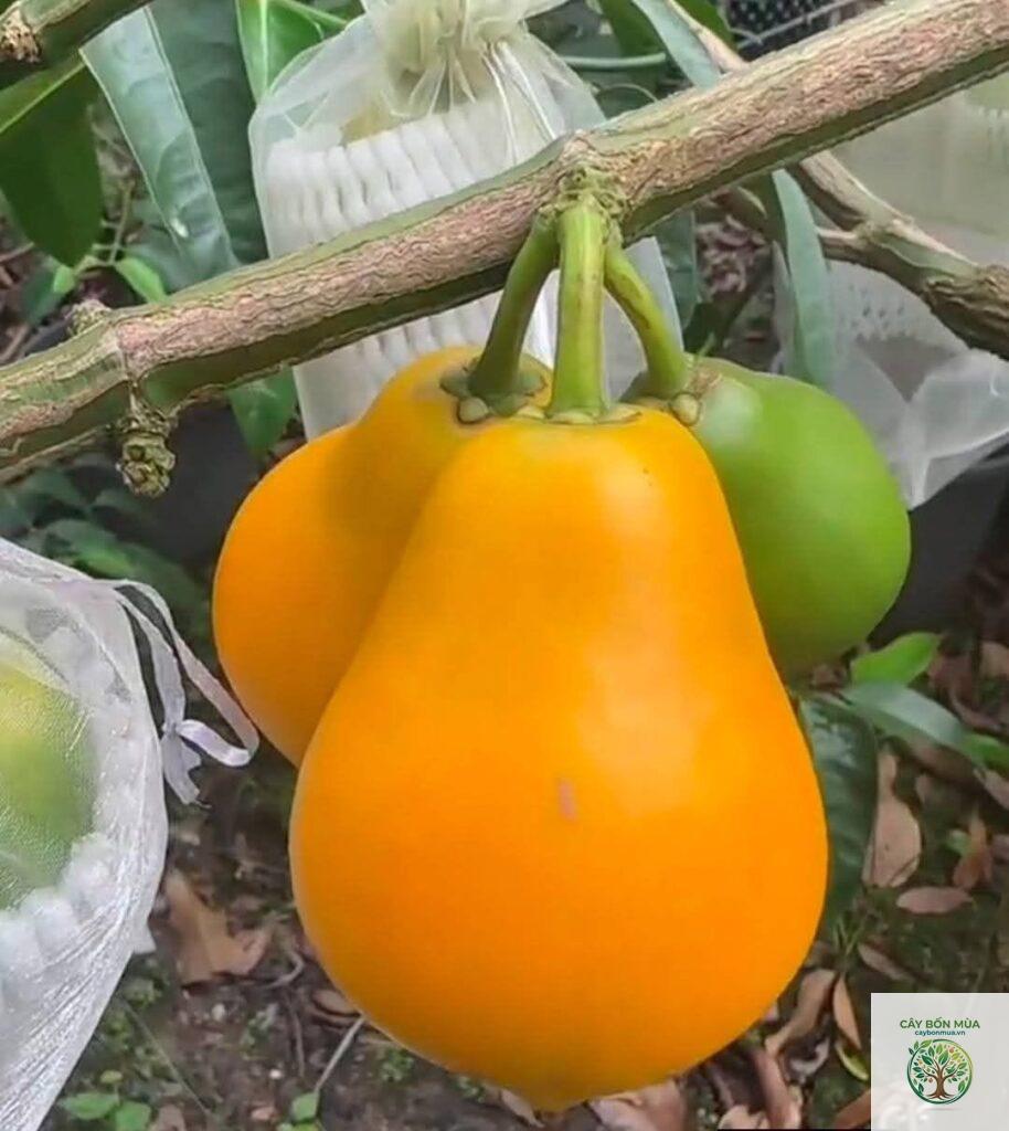 cây măng cụt Indonesia