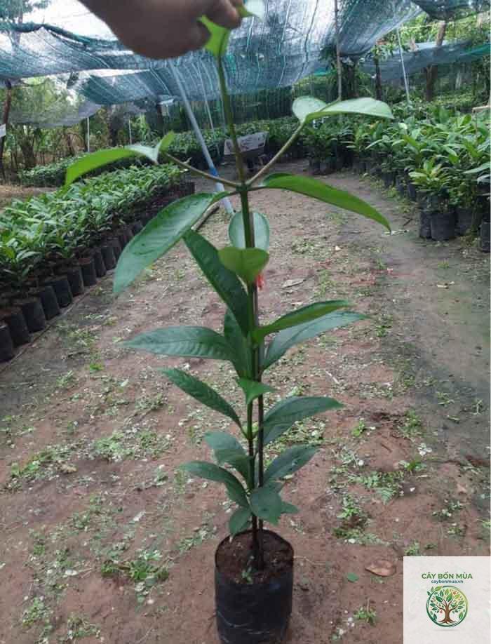 cây măng cụt không hạt - Image 2