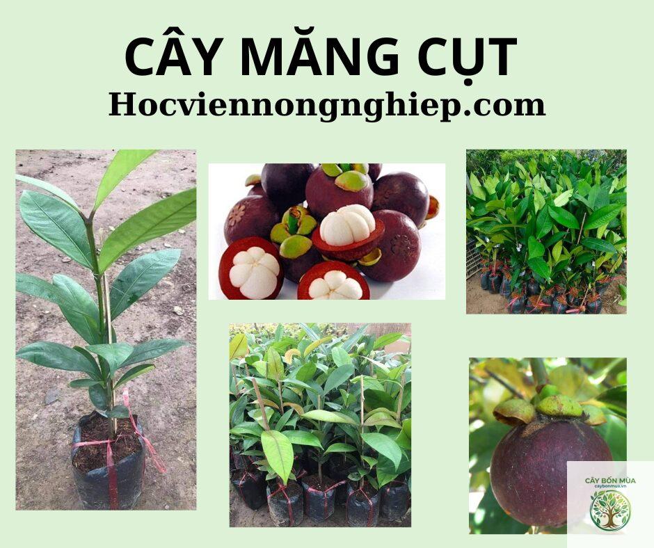 cây măng cụt tím - Image 4