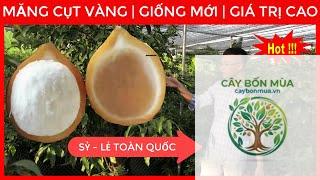 cây măng cụt vàng - Image 5