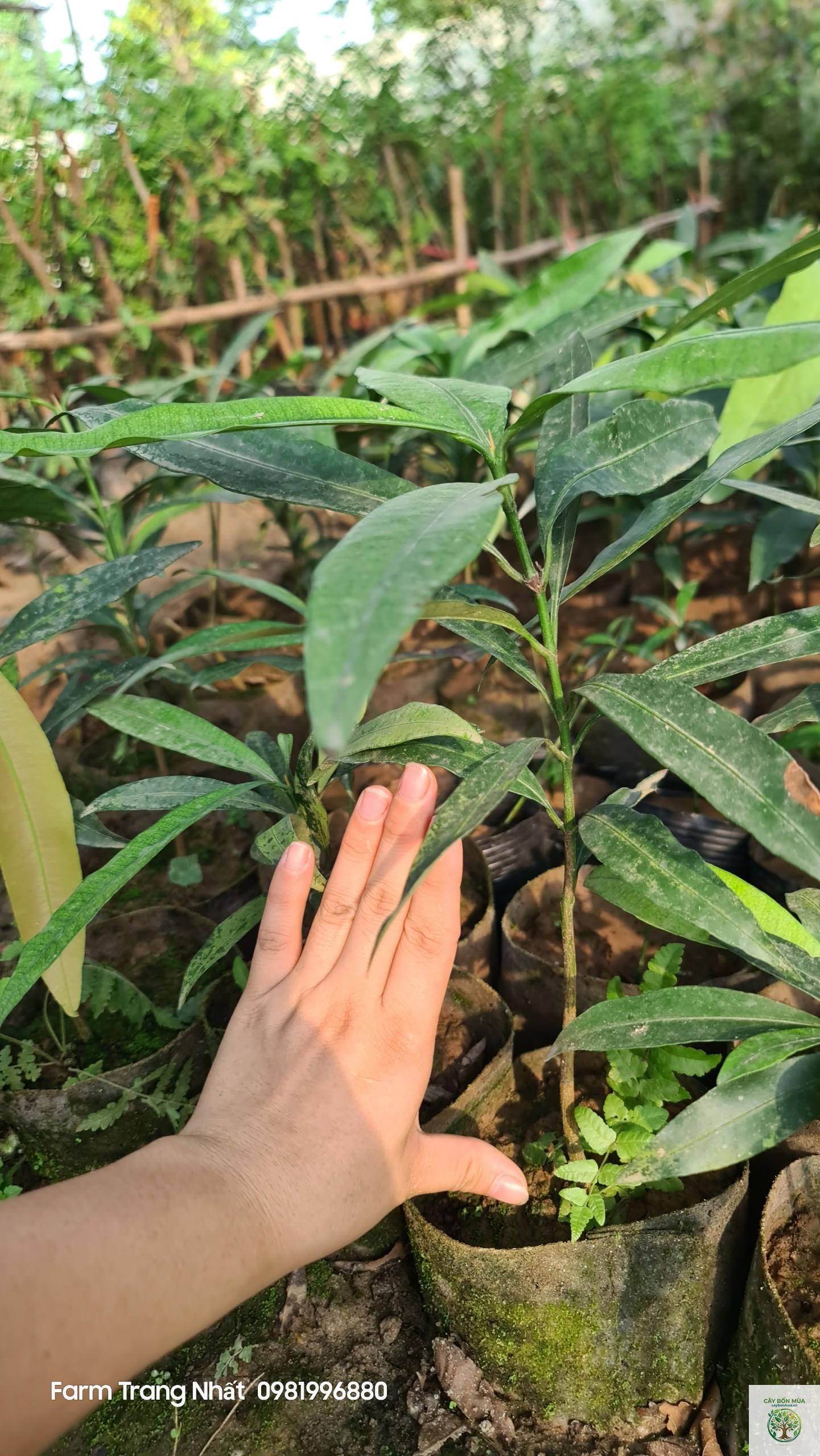 cây măng cụt vàng - Image 1