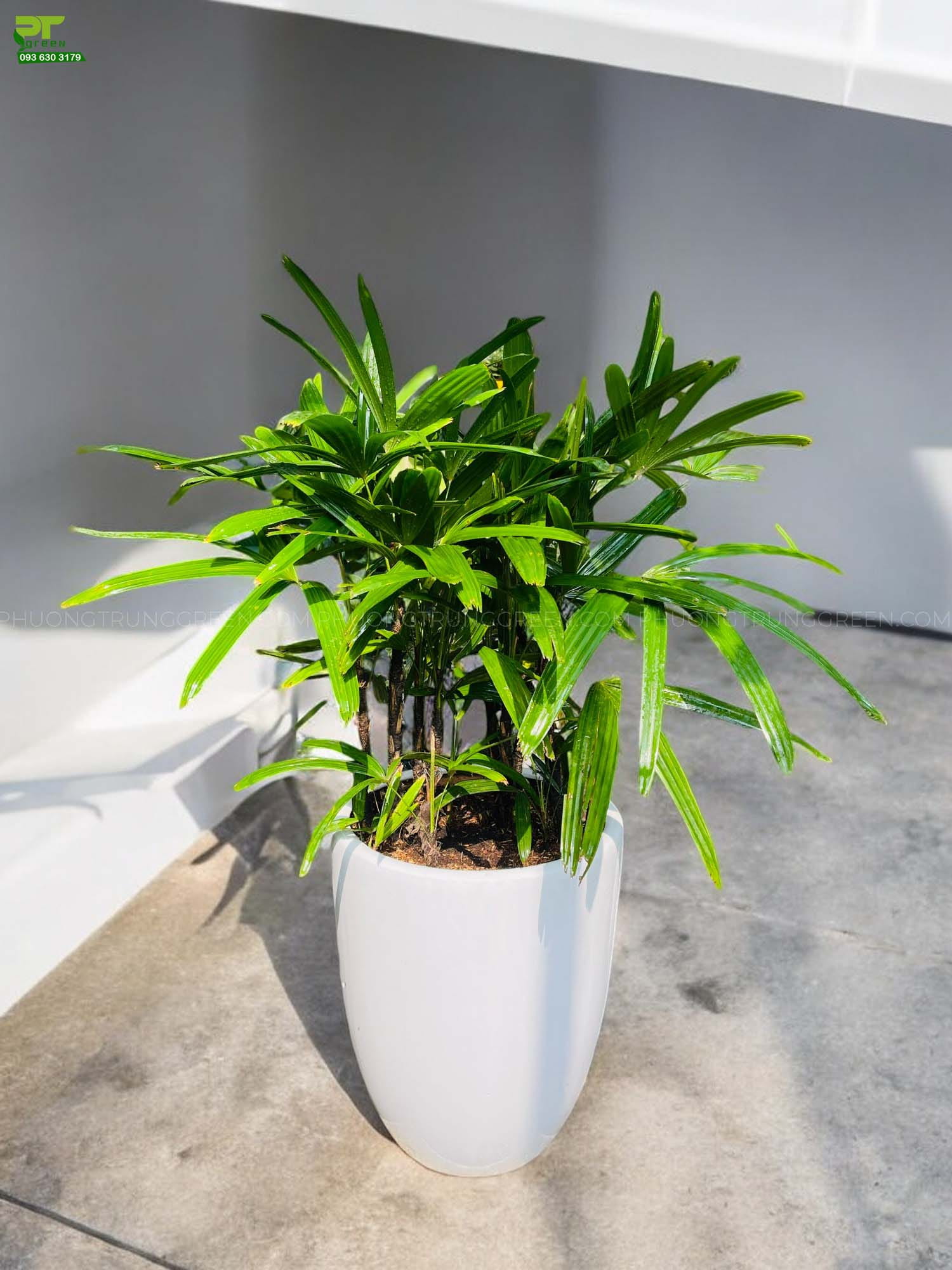 cây mật cật - Image 2