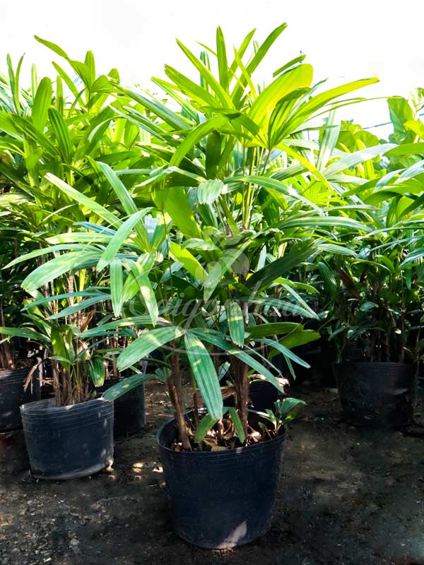cây mật cật - Image 3