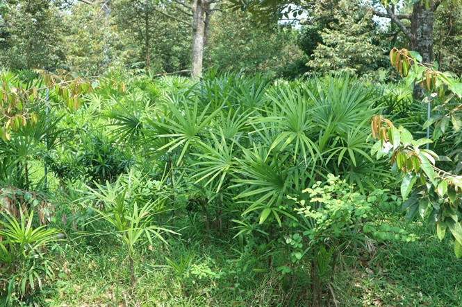 cây mật cật - Image 4