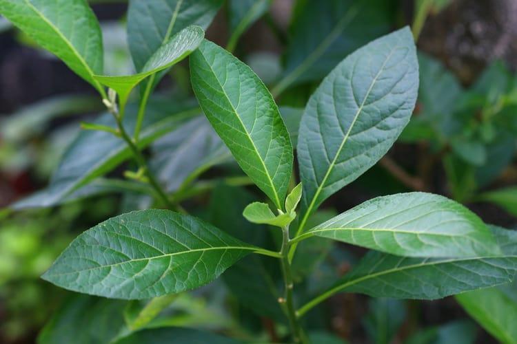 cây mật gấu
