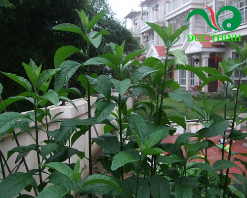 cây mật gấu - Image 3