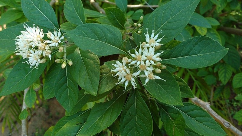 cây mật gấu - Image 4