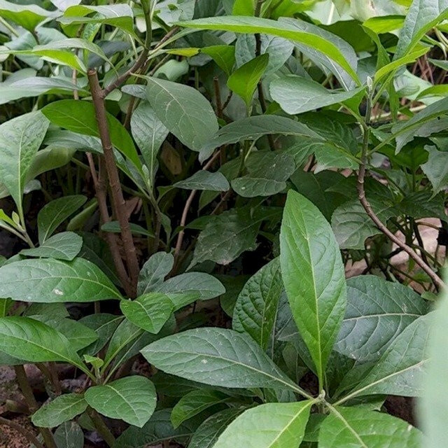 cây mật gấu nam - Image 5