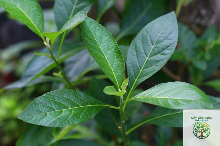 cây mật gấu rừng